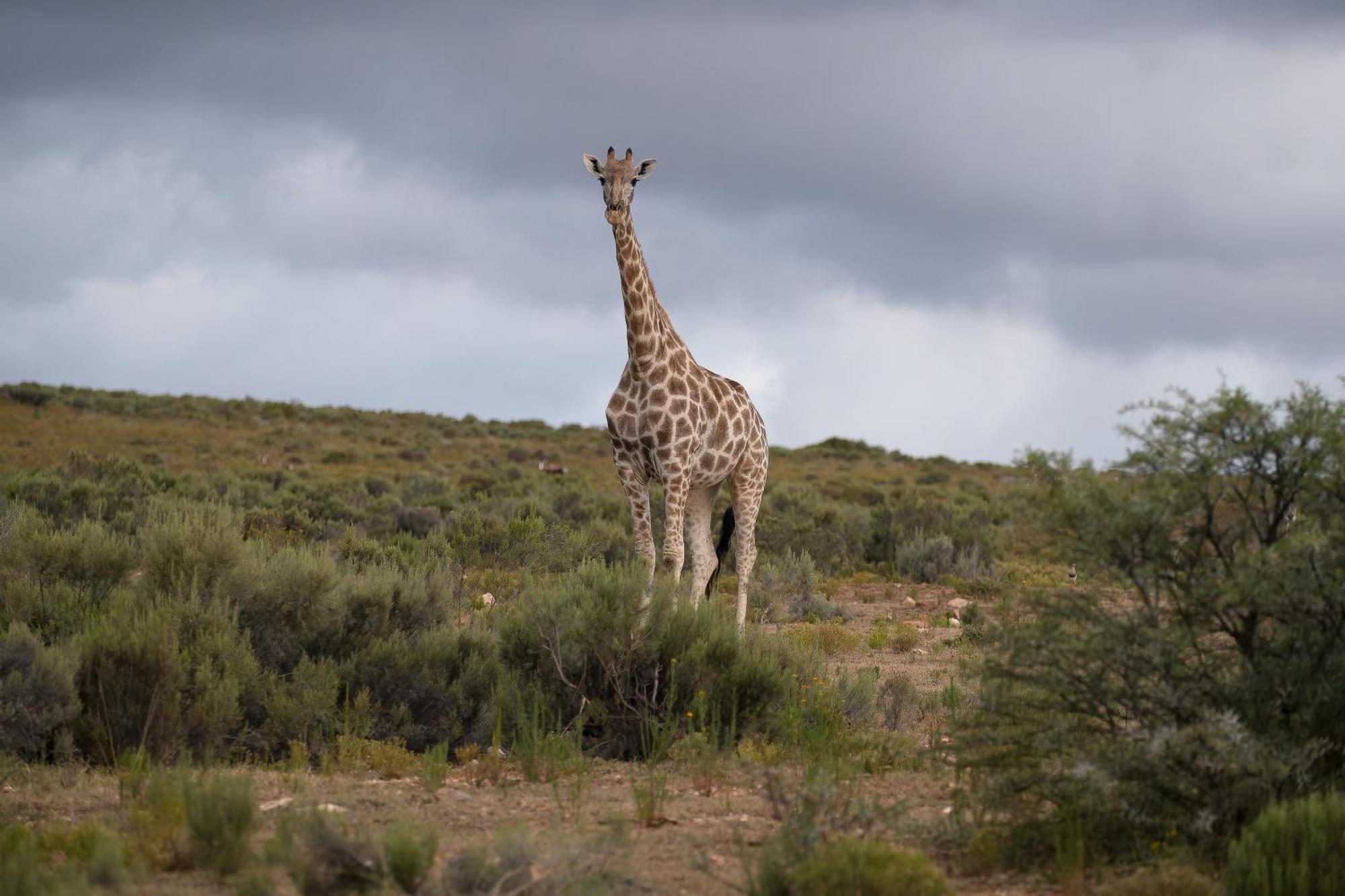 Swartberg Private Game Lodge أوتشورن المظهر الخارجي الصورة